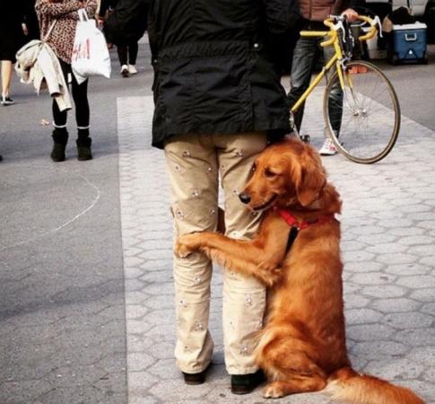 σκυλάκι αγκαλιάζει περαστικούς 