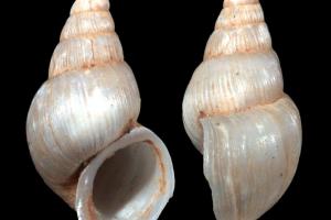 Σαλιγκάρι τζόκοβιτς