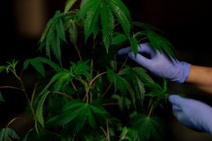 Σύλληψη γα 72 δενδρύλλια κάναβης 