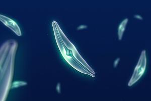 Μικρόβια γη 