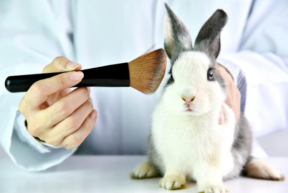 animal-testing