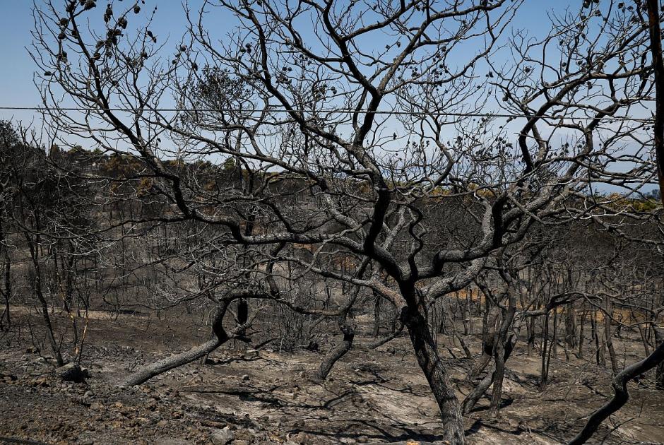 Καμένη έκταση στον Σχίνο Κορινθίας