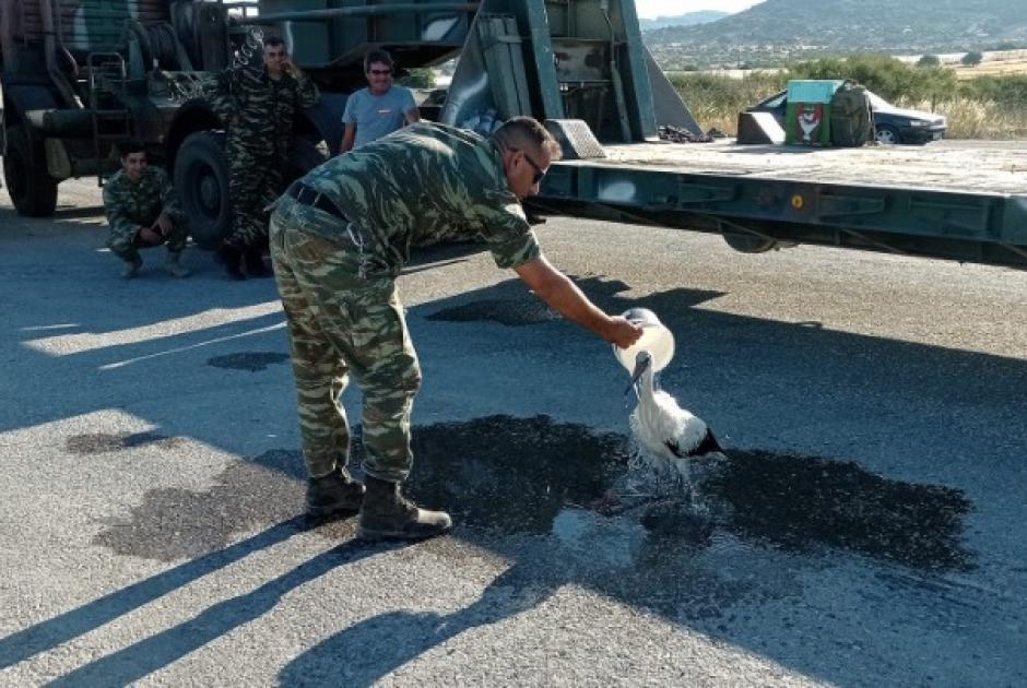 Στρατιωτικός Πελαργός 