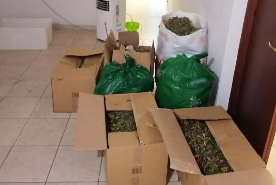 Εργαστήριo κάνναβης