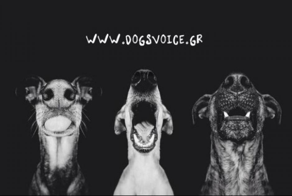 dogsvoice