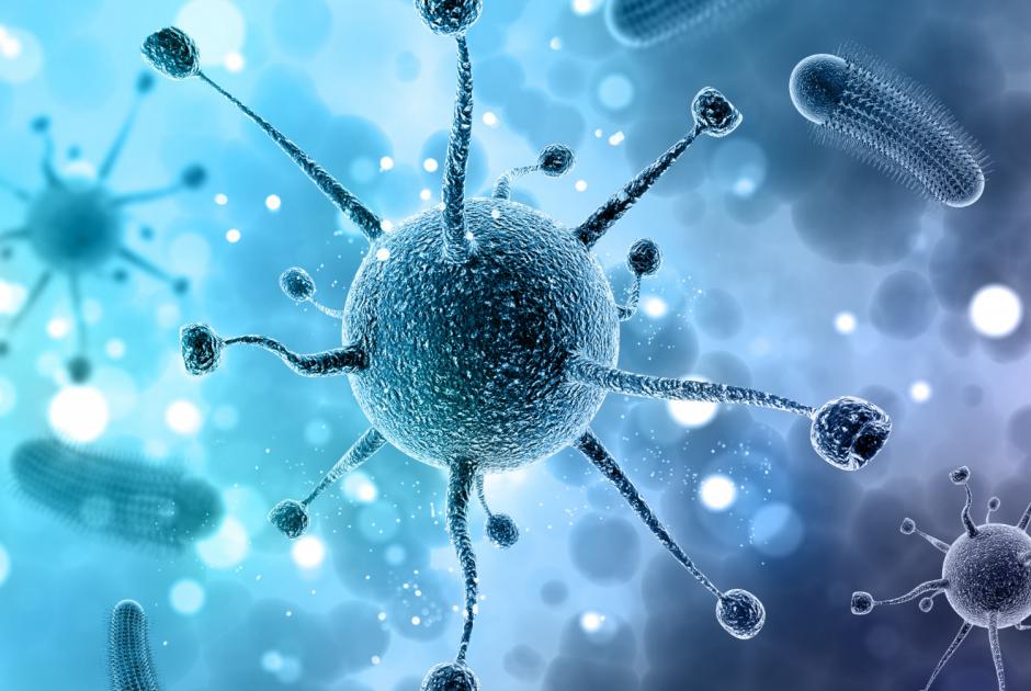 parvovirus