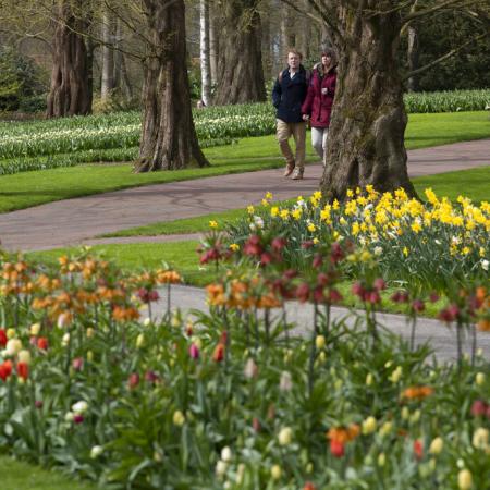 Ολλανδία τουλίπες