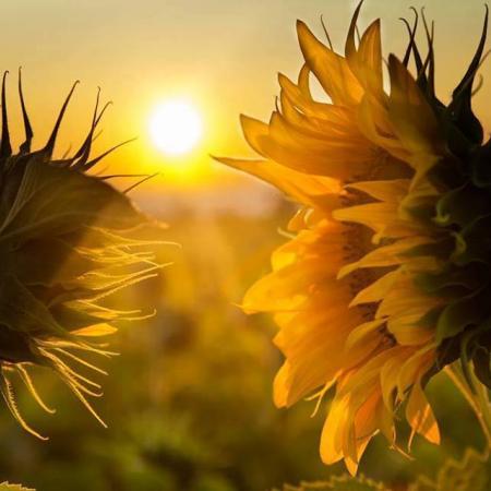 ηλιοτρόπιο