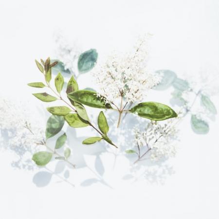 βότανα για θρόμβωση 