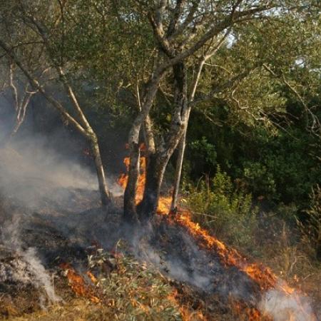 Πυρκαγιά Ταύρος